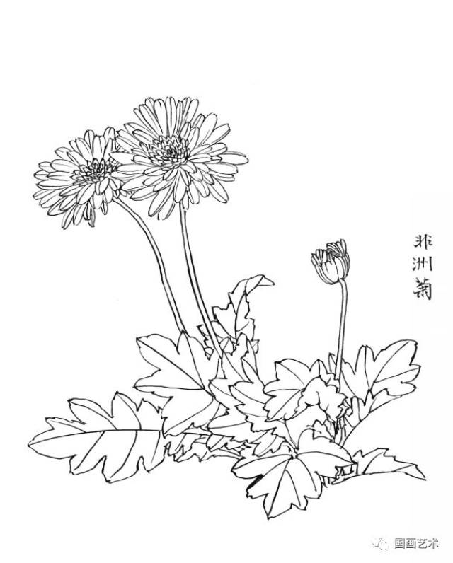 白描花卉圖譜選頁欣賞(4)