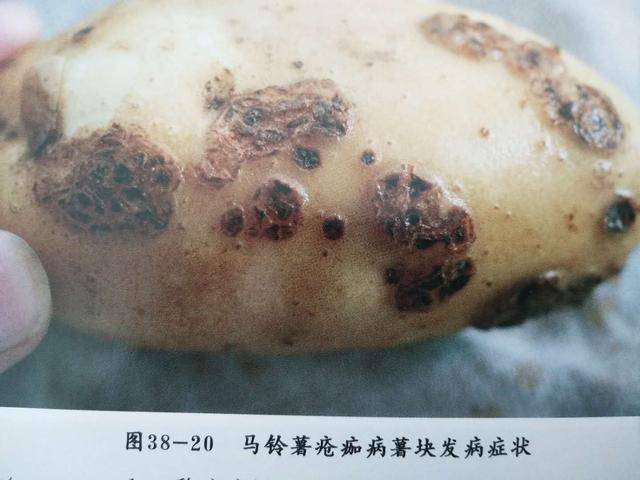 马铃薯疮痂病防治图片