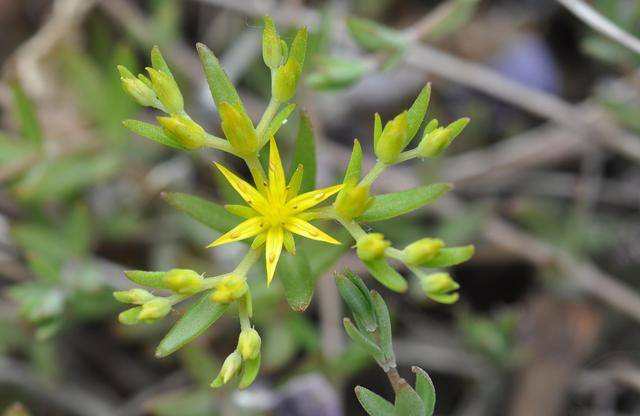 农村一种打不死的野草,人称"狗牙半支",15元一斤变稀罕货