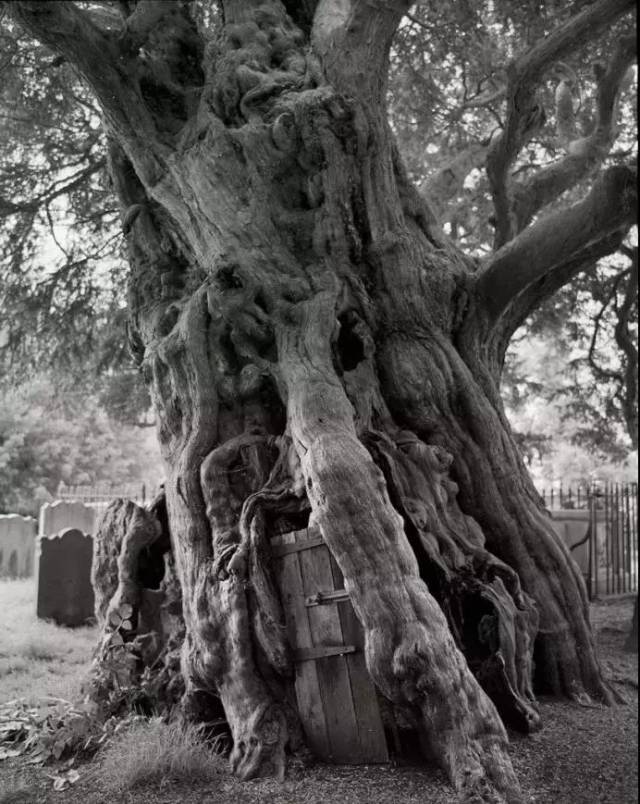 探索世界14年,只为拍下震撼的千年古树