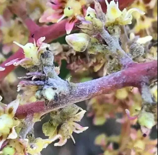 芒果花期霜霉病图片图片