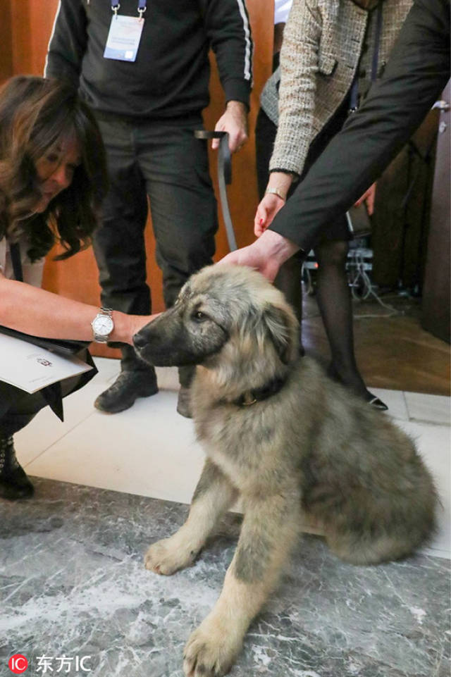 塞尔维亚牧羊犬图片