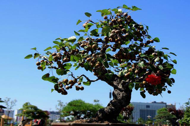 野生糖梨树盆景图片