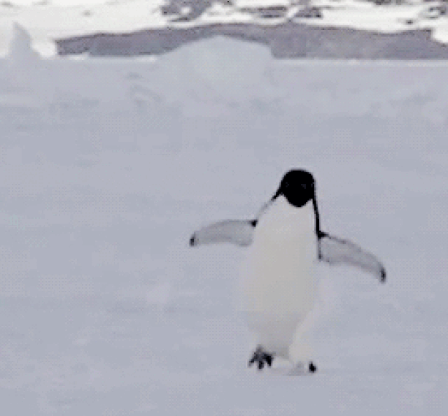企鹅走路动图 行走图片