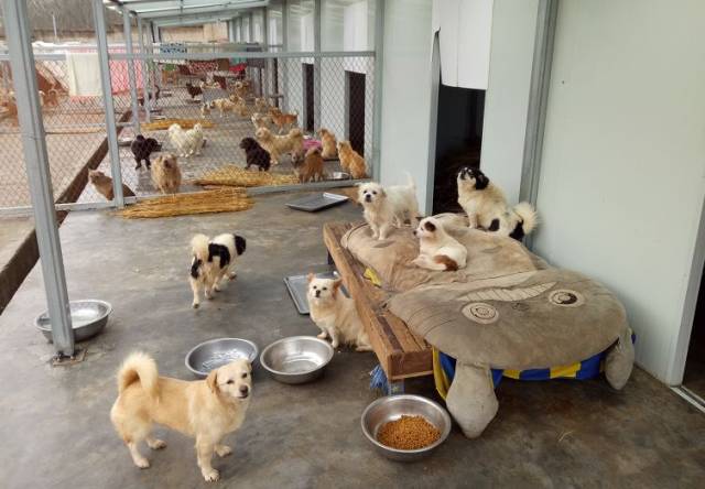 300 个精灵,实拍合肥最大的流浪狗基地,我们看到了.