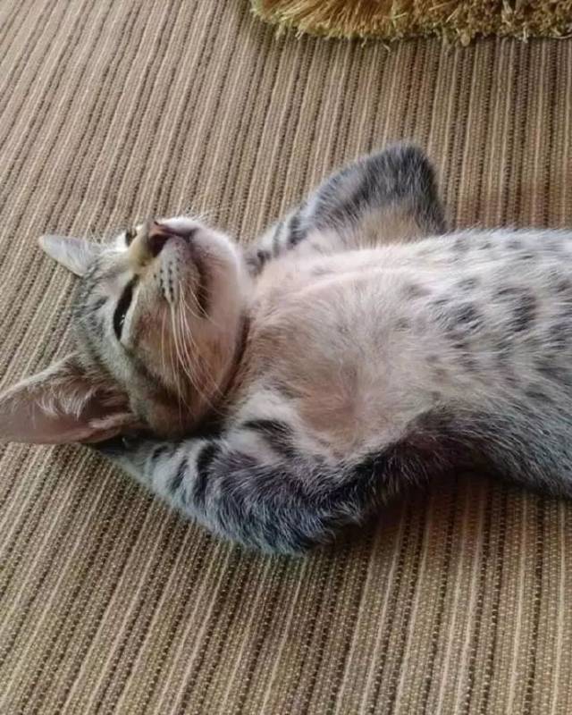 谁说猫咪没有烦恼?_手机搜狐网