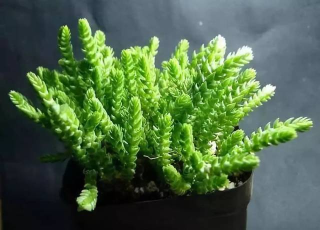 「每日一花」好养易活的若绿,放在家里还有你意想不到的作用!