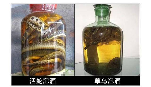 药酒的东西 活蛇,草乌在骗方只是 入门级 你说用小动物泡酒我也就忍了