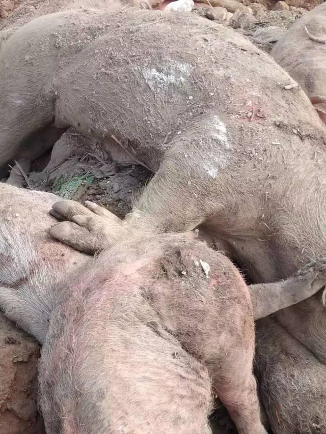 官方通报:焦作苏蔺村集中处理病死猪事件!
