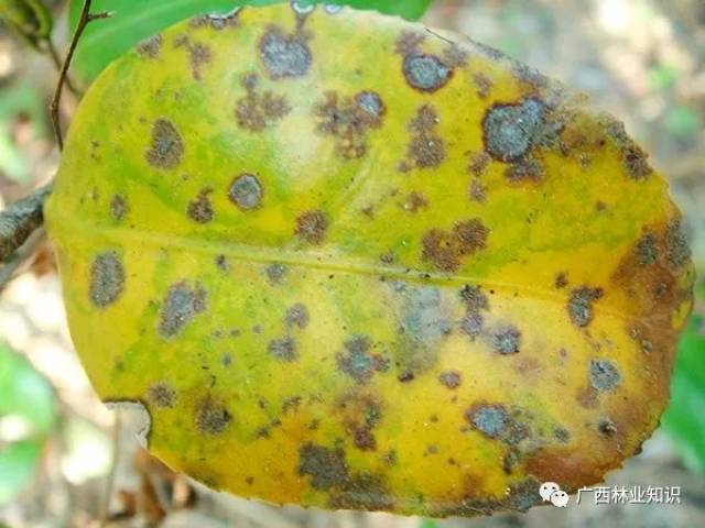 油茶发生落果?一分钟教你诊断病害!