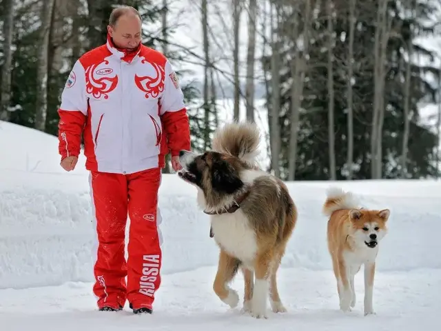 家犬长青长白爱发电图片