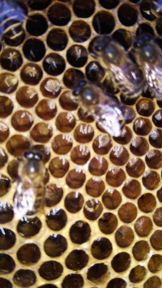 为什么冬天阶段蜂王容易死掌柜分享蜜蜂工蜂产卵后处理小技巧