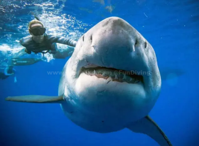 夏威夷拍到世界上最大的大白鲨深蓝