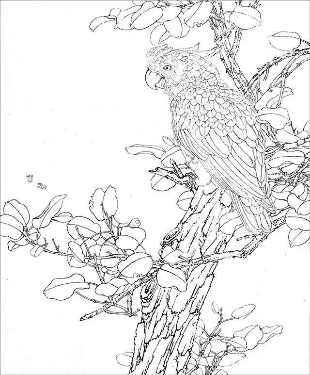 工笔画--鹦鹉的画法