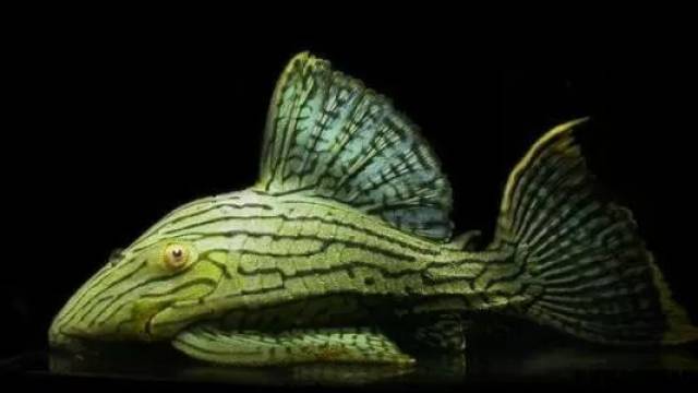 还有四个未定名的种(可能不属于该属),木纹皇冠豹/投肯河皇冠豹,金线