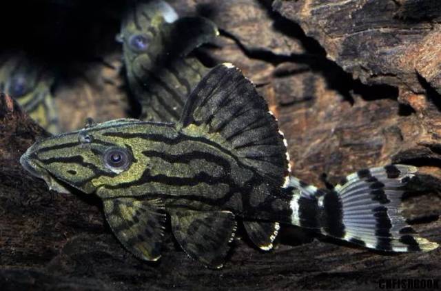 每天认识一种鱼(483)丨皇冠豹:喜欢吃看似没有营养的沉木!