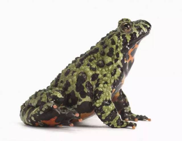 【小嵛科普】红肚皮蛤蟆——东方铃蟾