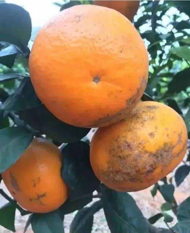 沃柑出现了花皮果,到底应该怎么防治?