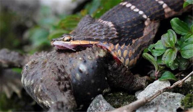 颈棱蛇吞食中华蟾蜍,速度快到你无法想象