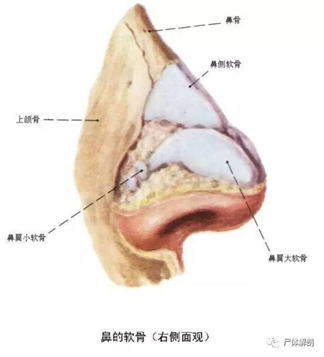 全套人體解剖學記憶口訣,值得收藏!