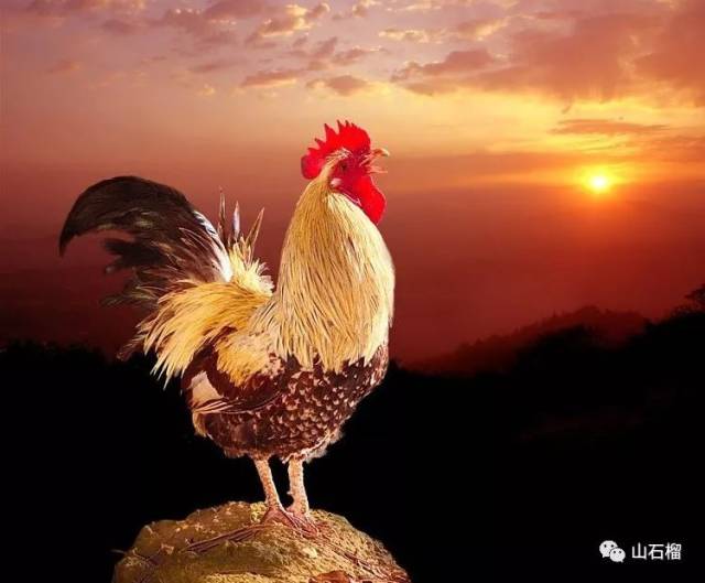 散文| 李克成:再无雄鸡报晓时