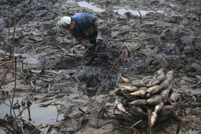借助简单的工具掀开淤泥,便可找到莲藕