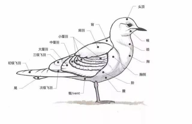 das画鸟的体被结构很有意思,很多鸟书都是示意性地画一只雀形目的小鸟