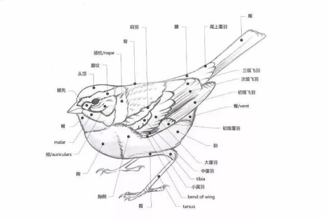 das画鸟的体被结构很有意思,很多鸟书都是示意性地画一只雀形目的小鸟