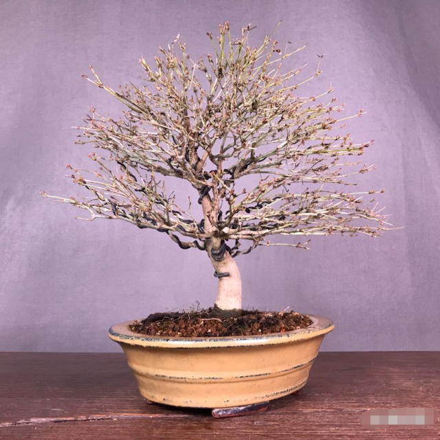 鹿岛枫 雅致脱俗.