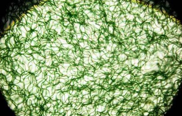 螺旋藻是什么?它是一种营养全面,均衡,纯天然的优质蛋白质食品!