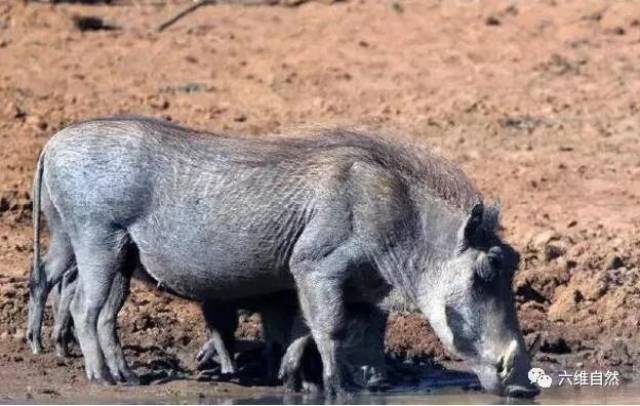 疣猪想吃鳄鱼肉？殊不知鳄鱼也想吃猪肉！_搜狐网