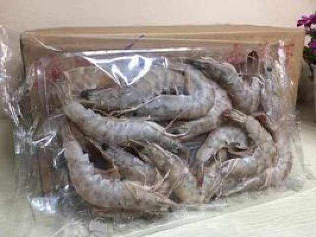 家庭卤虫养殖
