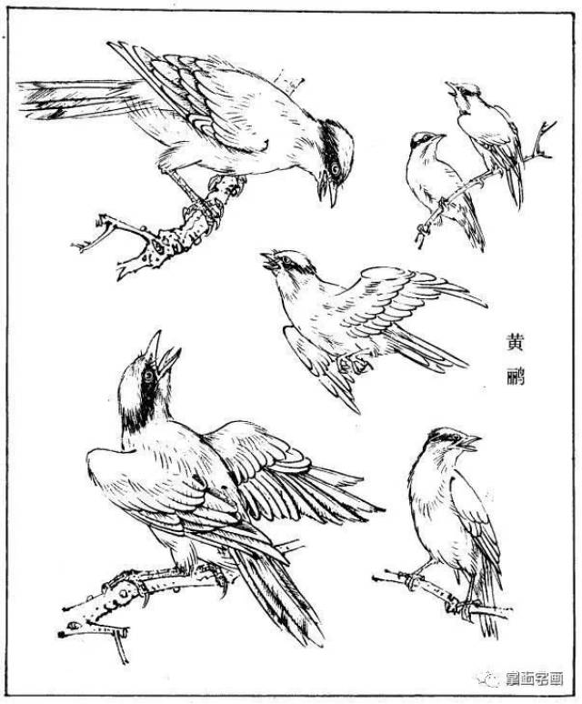 国画基础素材,多鸟白描