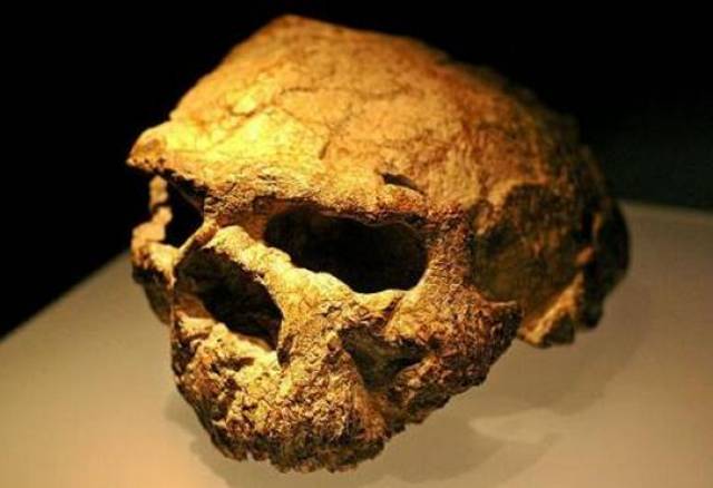 元谋人和蓝田人的头骨化石极为零散,甚至只有几片头盖骨块,很难被复原