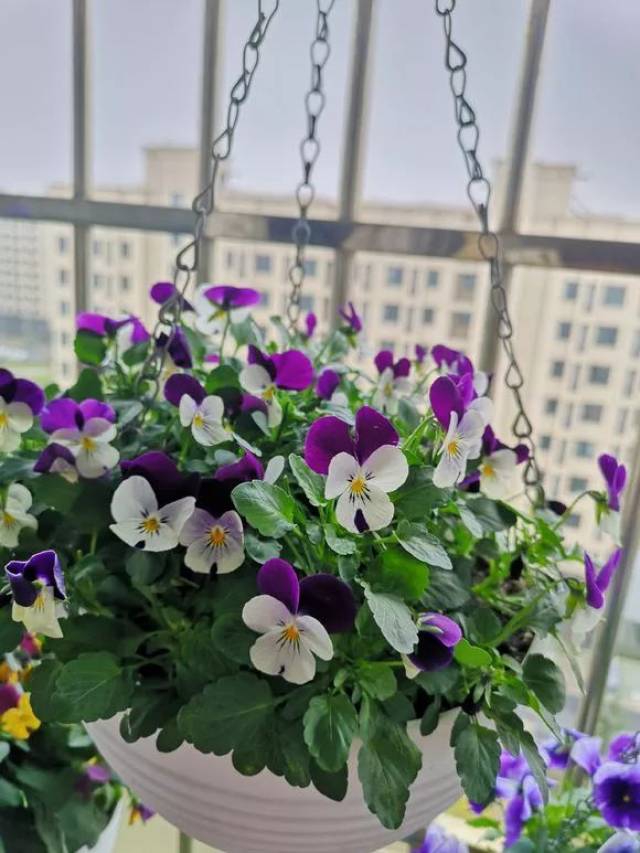 三色堇和角堇之间的区别,你都知道吗?