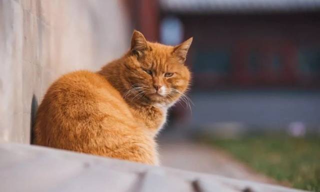 连故宫宫猫"白点"去世也上了热搜,牵动举国上下千万猫奴的心.