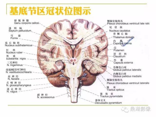 超详细头颅mr高清解剖(必点收藏)