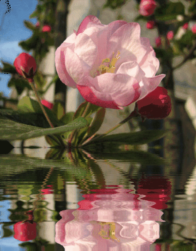 450_575竖版 竖屏gif 动态图 动图