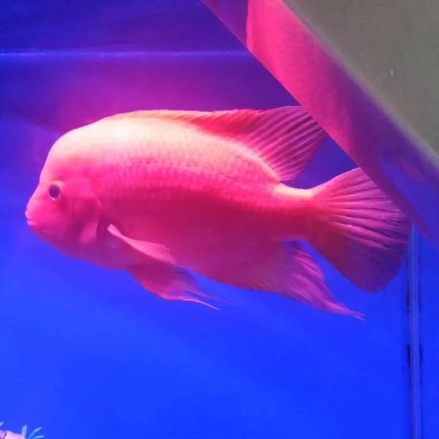 爱情鱼 炮弹鸳鸯