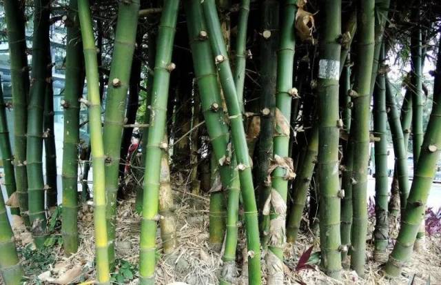 竹种类车筒竹