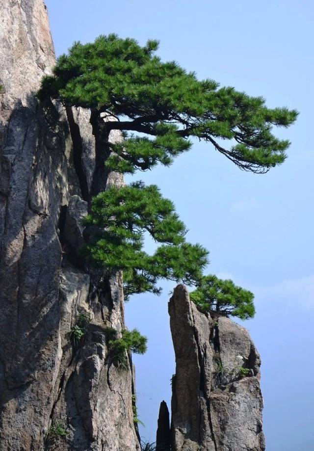 挺拔坚强的青松的图片图片