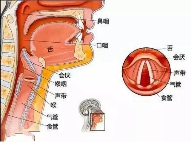 咽部构造图图片