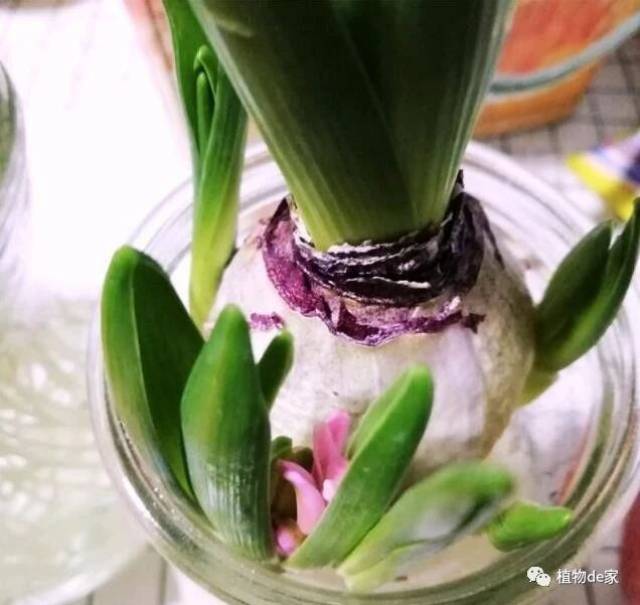 風信子水培圖片(風信子水培從發芽到開花圖片)