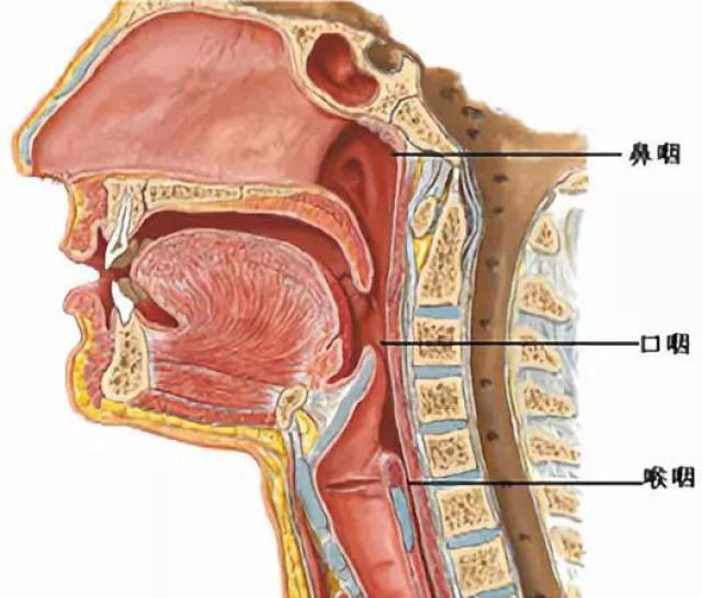 咽结构图解剖图高清图片