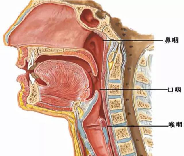 口咽喉解剖图图片