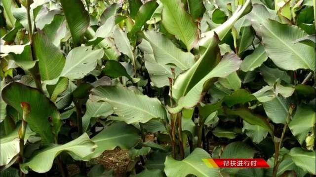 【看效果·驻村进行时】黄草村:蕉藕产业助脱贫!