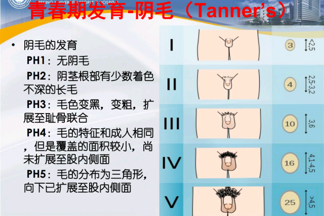 男生的阴囊上长毛了图片