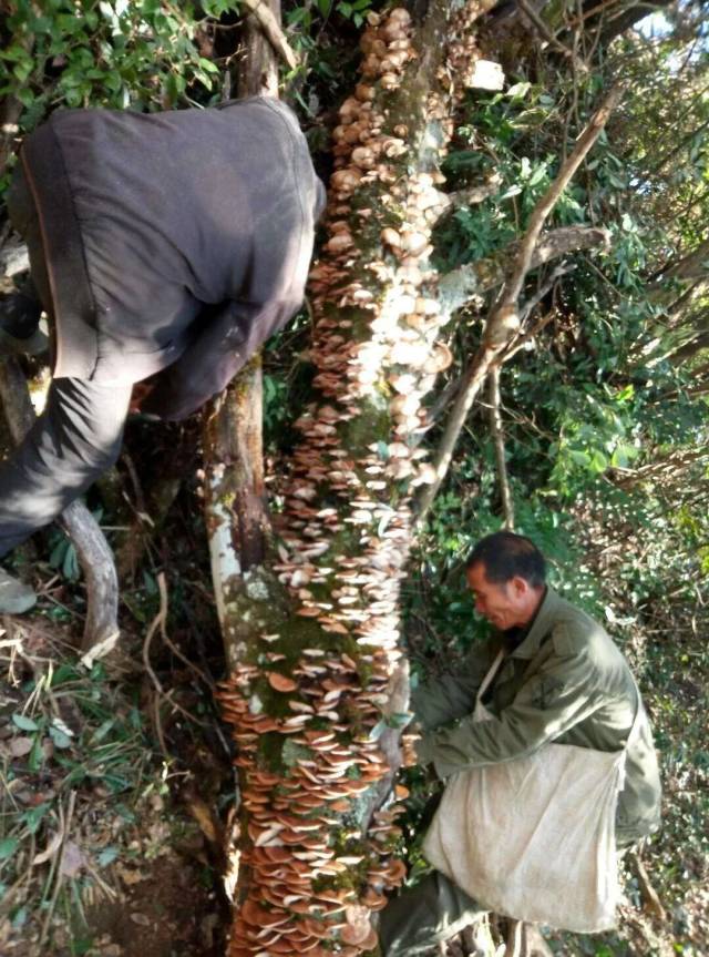可以去捡香菇了!