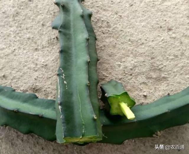 火龙果嫁接的5种方式