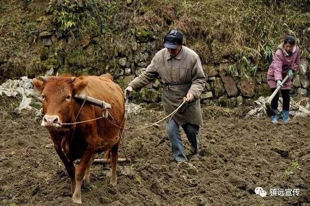 村民在犁地挖土 (杨通航 摄)